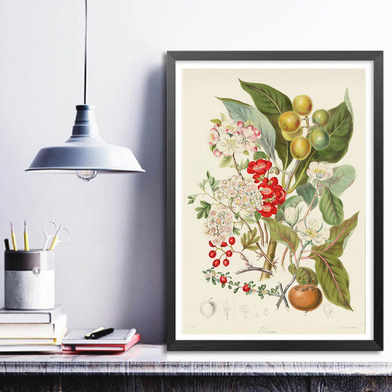 Collezione botanica: poster e  - Vintage Collectible Posters recensione e prezzo